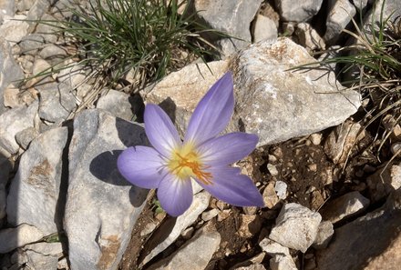 Albanien Familienreise - Albanien for family individuell - Llogara Nationalpark - Blume