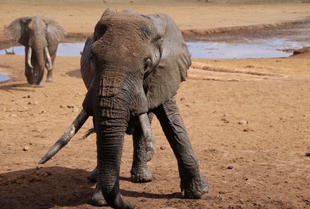 Kenia Familienreise - Kenia for family individuell - Strand & Buschabenteuer - Safari Taita Hills - zwei Elefanten am Wasserloch 