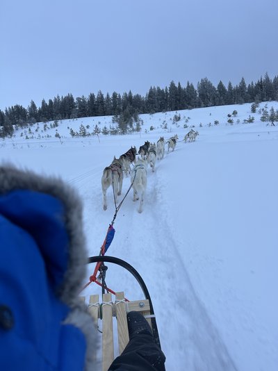 Feedback Finnland for family Winter - Winter 2024 - Huskyschlitten fahren