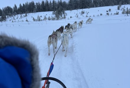 Finnland Familienurlaub - Finnland for family Winter - Husky-Safari in Finnland