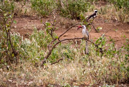 Kenia Familienreise - Kenia for family individuell deluxe - Safari im Tsavo West Nationalpark - Vögel