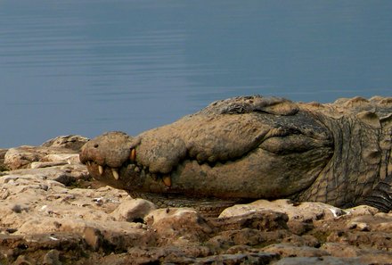 Indien for family - Indien Familienreise - Krokodil im Ranthambore Nationalpark