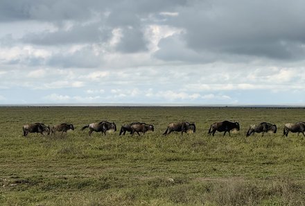 Serengeti mit Kindern individuell - Best of Familiensafari Serengeti - Tierherde