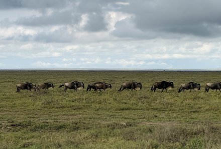 Tansania Familienreise - Tansania for family individuell - Familienabenteuer Tansania - Große Migration Serengeti