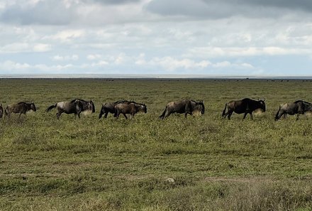 Tansania Familienreise - Tansania for family - Serengeti - Esel