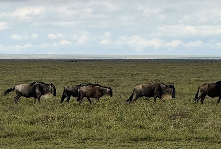 Tansania Familienreise - Tansania for family - Serengeti - Gnuherde