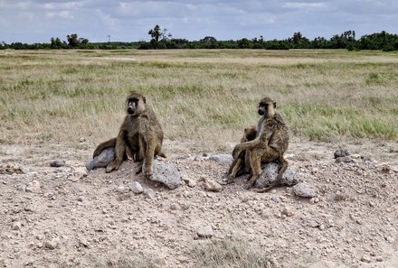 Kenia Familienreise - Kenia for family individuell - Best of Safari & Chale Island - Safari im Amboseli Nationalpark - Affen