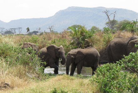 Familienreise Tansania - Tansania for family individuell deluxe - Elefanten am Fluss in der Serengeti