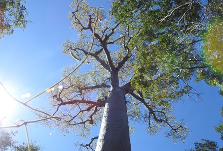 Madagaskar Familienreise - Madagaskar Family & Teens - Baobab im Zombitse Nationalpark