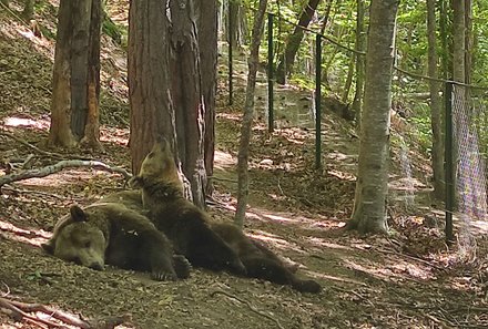 Bulgarien Familienreise - Bulgarien mit Kindern - Bären im Wald