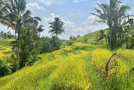 Bali mit Kindern - Bali for family - Grüne Reisterrassen