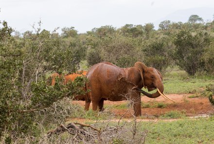 Kenia Familienreise - Kenia Family & Teens - Pirschfahrt im Tsavo Ost Nationalpark - roter Elefant