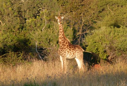 Südafrika Familienreise - Südafrika for family - Pirschfahrt zum Sonnenuntergang - Giraffe