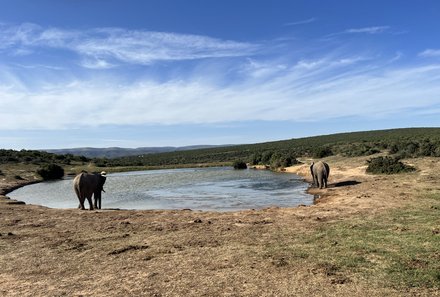 Familienreise Südafrika mit Kindern - Garden Route for family individuell deluxe - Elefanten am Wasserloch