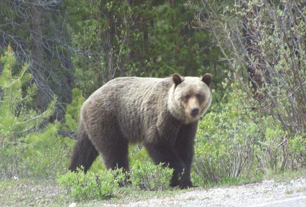 Westkanada for family - Familienurlaub Kanada - Grizzly in Jasper