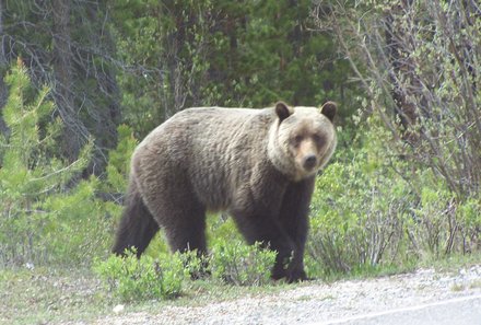 Westkanada Camping for family - Rocky Mountains mit Kindern - brauner Grizzly