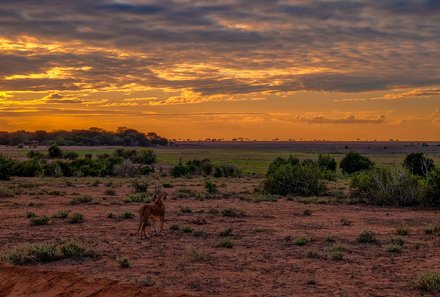 Kenia Familienreise - Kenia for family individuell - Strand & Buschabenteuer - Tsavo Ost NP - Löwe bei Sonnenaufgang