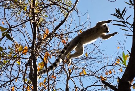 Madagaskar Familienreise - Madagaskar Family & Teens - Katta Lemur springt in Bäumen