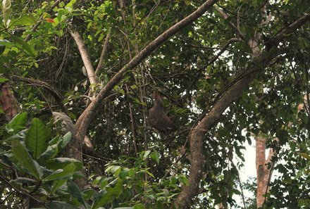 Costa Rica for family Deluxe - Familienreise in Costa Rica - Faultier im Cahuita Nationalpark