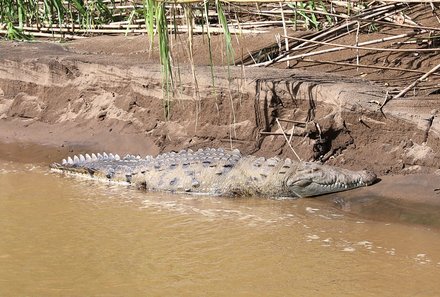 Costa Rica for family Deluxe - Familienreise in Costa Rica - Krokodil am Ufer 