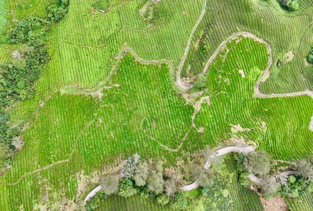 Familienurlaub Malaysia & Borneo - Malaysia & Borneo for family individuell - Teefelder in Cameron Highlands von oben