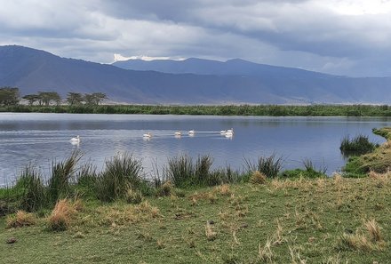 Tansania Familienreise - Tansania Family & Teens - Ngorongoro Krater - Schwäne