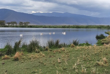 Serengeti mit Kindern individuell - Best of Familiensafari Serengeti - Ngorongoro Krater - Schwäne schwimmen auf einem See