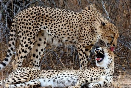 Familienreise Südafrika - Südafrika for family -Maktsui Safari Farm - zwei Geparden