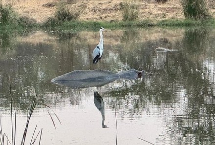 Familienreise Südafrika - Südafrika for family -Maktsui Safari Farm Hippohide - Nilpferd