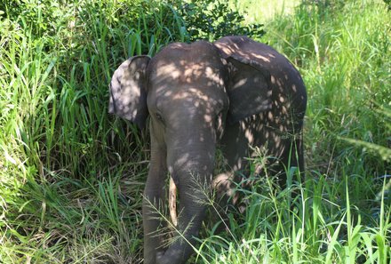 Sri Lanka for family individuell - Sri Lanka Individualreise mit Kindern - Elefant im Nationalpark