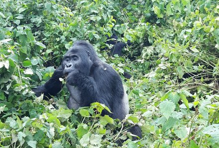 Uganda mit Kindern - Uganda Reisen mit Kindern - Gorilla-Tracking - Gorilla im Gras