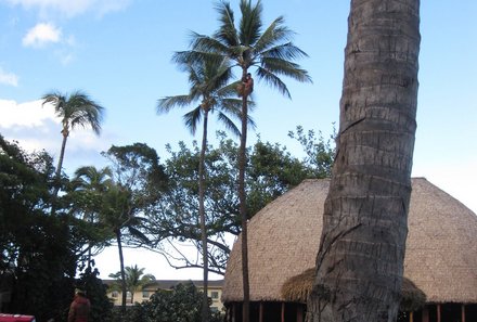 Hawaii Inselhopping for family individuell - Familienreise Hawaii mit Kindern - Palmen im Polynesian Cultural Center