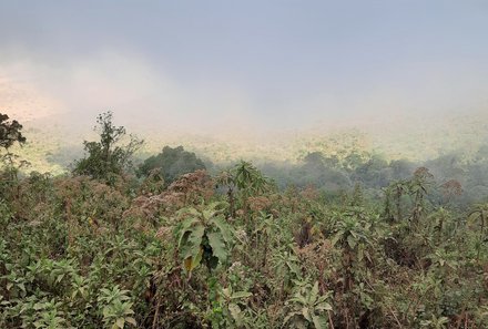 Tansania Familienreise - Tansania for family individuell - Familienabenteuer Tansania - Afrikanische Vegetation