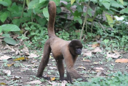 Peru Familienreise - Peru Family & Teens - Heliconia Lodge - Brauner Affe