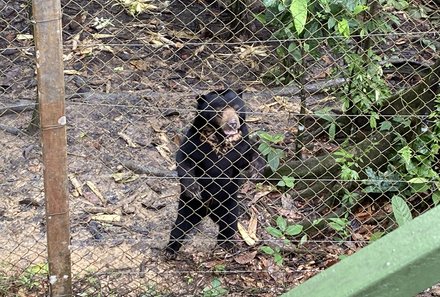 Familienreise Malaysia - Malaysia & Borneo Family & Teens - Sun Bear Sanctuary - Malaienbär