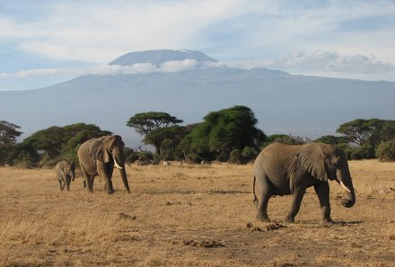 Kenia Familienreise - Kenia for family individuell deluxe - Safari