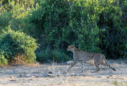 Kenia Familienreise - Kenia Family & Teens - Pirschfahrt im Tsavo Ost Nationalpark - Gepard