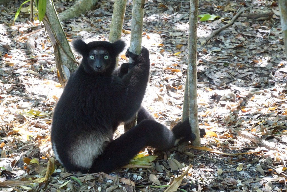 Madagaskar Familienurlaub - Madagaskar Familienreise - Lemur