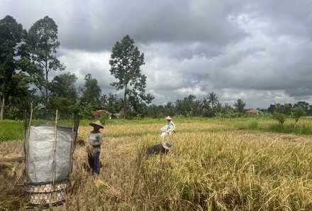 Bali mit Jugendlichen - Java & Bali Family & Teens - Einheimische arbeiten auf Reisfeld