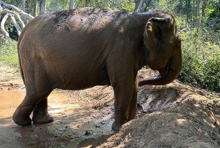 Thailand mit Kindern - Thailand for family - Elefant