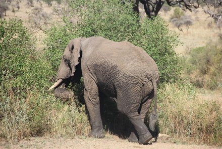 Tansania Familienreise - Tansania for family individuell deluxe - Elefant im Ngorongoro Krater