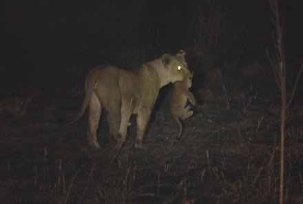 Kenia Familienreise - Kenia Family & Teens - Ziwani Schutzgebiet Nachtpirsch - Löwe trägt Junges