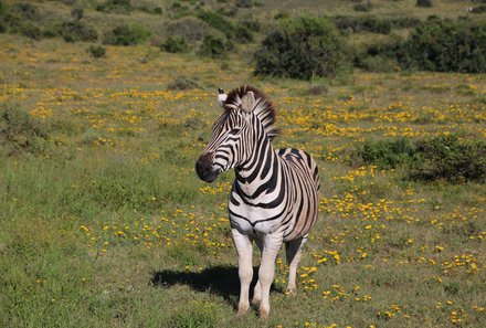 Familienreise Südafrika mit Kindern - Garden Route for family individuell deluxe - Zebra