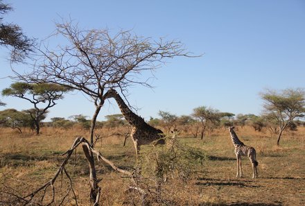 Serengeti mit Kindern individuell - Best of Familiensafari Serengeti - Giraffen in der Serengeti - Tansania deluxe 