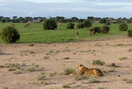 Kenia Familienreise - Kenia for family individuell - Strand & Buschabenteuer - Tsavo Ost NP - Löwe