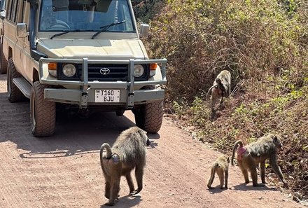 Serengeti mit Kindern individuell - Best of Familiensafari Serengeti - Tiere bei Pirschfahrt