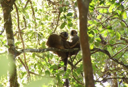 Madagaskar Familienreise - Madagaskar Family & Teens - Lemuren im Ranomafana Nationalpark