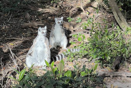 Familienreise Südafrika mit Kindern - Garden Route for family individuell deluxe - Tiere im Monkeyland