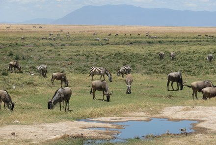 Kenia Familienreise - Kenia for family individuell - Best of Safari & Chale Island - Safari im Amboseli Nationalpark - Zebras und Gnus