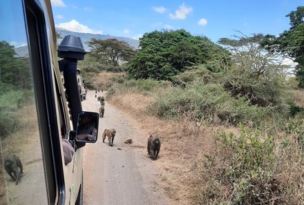 Tansania Familienreise - Tansania Family & Teens - Ngorongoro Krater - Affen auf der Straße